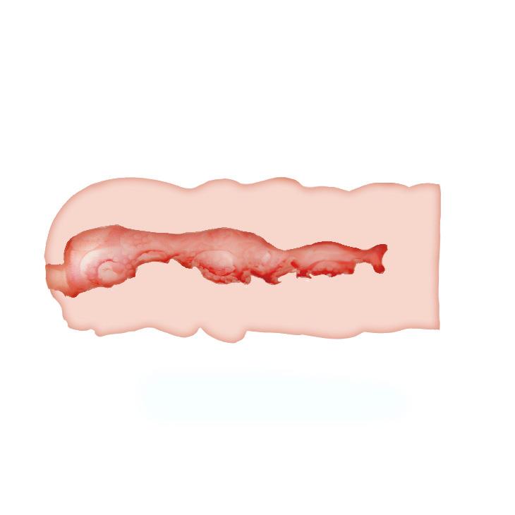 Masturbator pochwowy realistyczny Crazy Bull Isabel cielisty 13.5 cm
